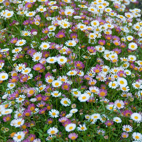 Erigeron fleabane perennial - erigeron,