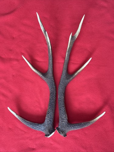 Pair sika deer antlers - deer,