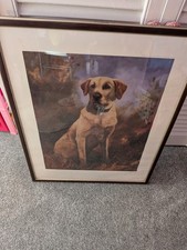 Picture  of Golden Labradors