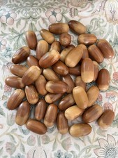 1.6kg (300 plus ) Acorns