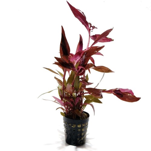 Alternanthera reineckii mini - alternanthera,