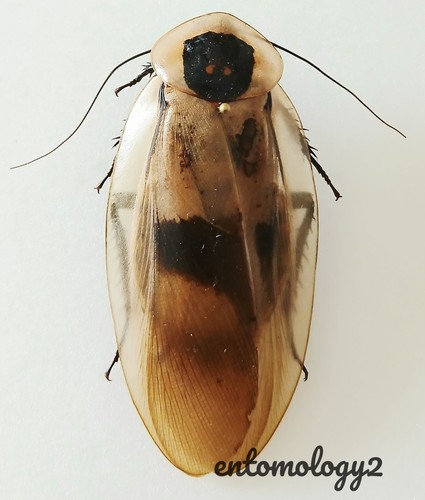 Deaths head cockroach - cockroach, set