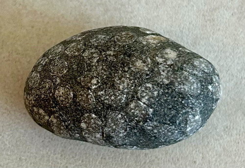 Fossilised coral