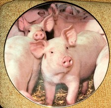 Nosy Porker - Piggy Portraits