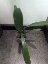 Clivia Minlata Orange Flowers
