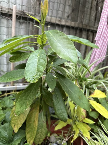 Live avocado plant healthy - plant, –