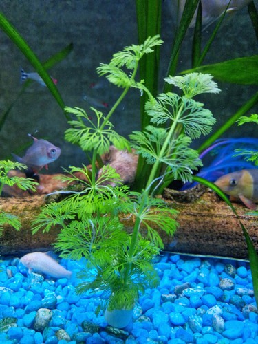 Plants with weight - ,