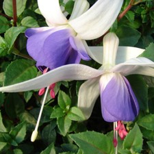 Set of 12 Hardy Bush Fuchsia