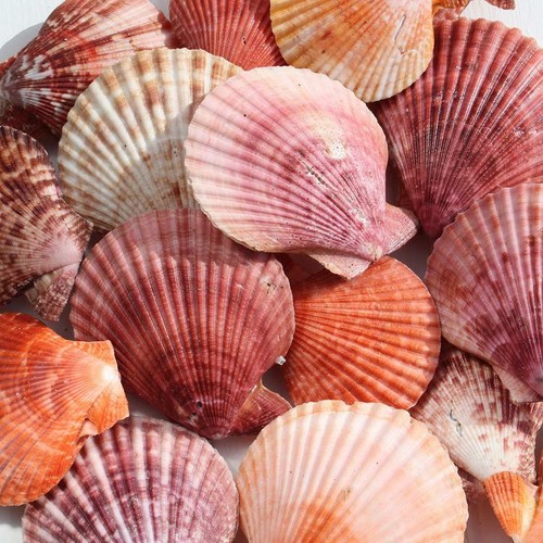 Pectin scallop shell paired - scallop, |