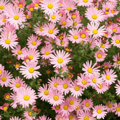 Argyranthemum pink vibrant - argyranthemum,