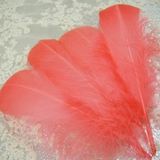 Assorted Coloured Feathers