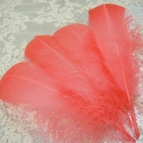 Colour loose feathers goose - loose,