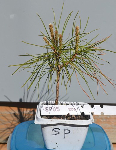 Bonsai scots pine tree - scots, tree,