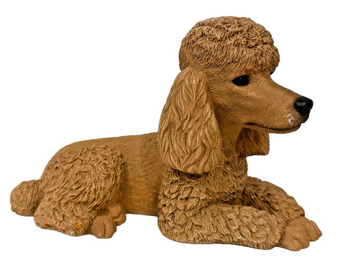 Large apricot poodle - apricot, sandicast