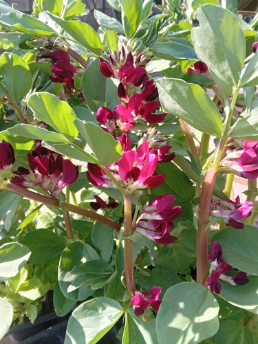 Crimson flowering broad beans - flowering,