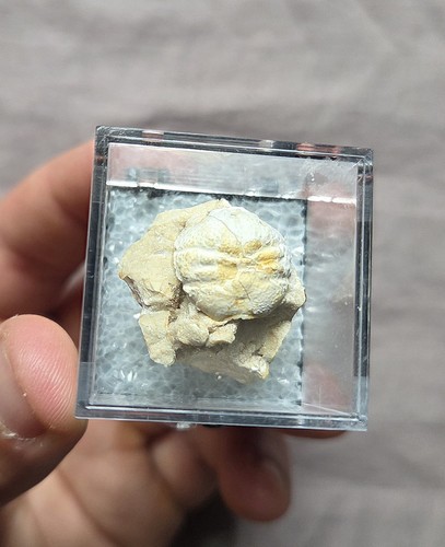 Rare fossil dromiopsis crab - rare,