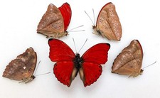 Cymothoe sangaris butterfly