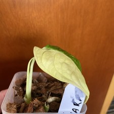 Monstera Obliqua Mayuna