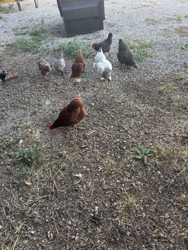 Fertile hatching eggs mixed - hatching,
