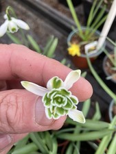 Galanthus Snowdrop plants 3