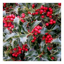 Ilex aquifolium Alaska - Holly