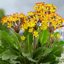 Primula Oakleaf Yellow Picotee