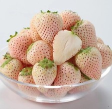 White Alpine Strawberry Seeds, Fragaria Vesca Pineberry, Sweet Pineapple