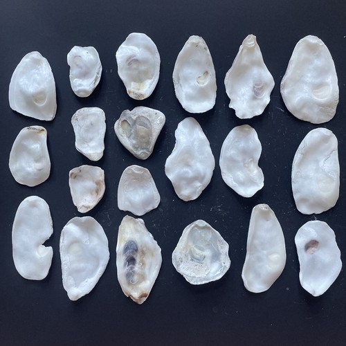 Oyster shell tops bottoms - shell, tops/bottoms