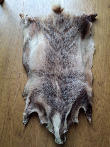 Vintage badger skin - skin, head