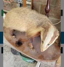 Taxidermy full size badger - taxidermy,