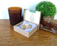 Madagascan Perisphinctes