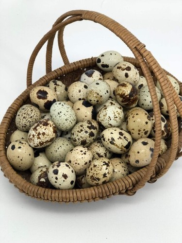 Fresh quail eggs for sale - , by