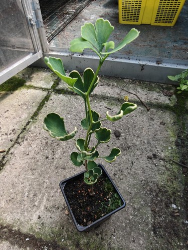 Ginkgo biloba maidenhair tree - ginkgo,