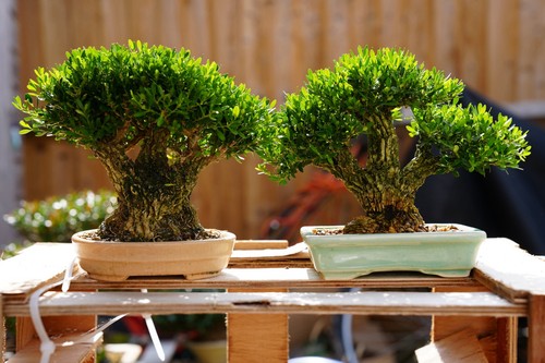 Boxwood bonsai tree - boxwood,