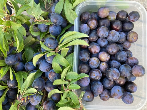 2lb black bullace - 2lb,