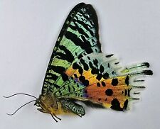 Chrysiridia Rhipheus A1- Wings