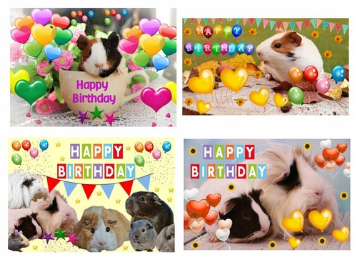 Pack birthday guinea pig - birthday,