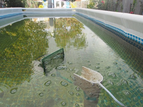 Pond pool bio - pool, in