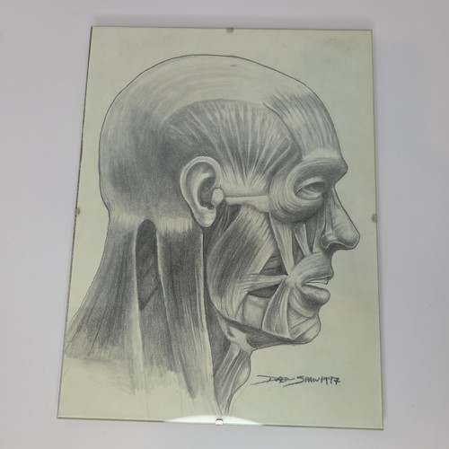 Vintage anatomical human head - vintage,