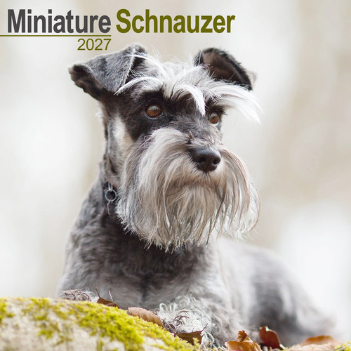 Schnauzer miniature 2027 - schnauzer,
