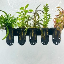 5 Live Aquarium Plants & Propagation Rack | Hanging Plant Pots for Aquascaping
