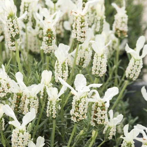 Lavender french stochea - french,
