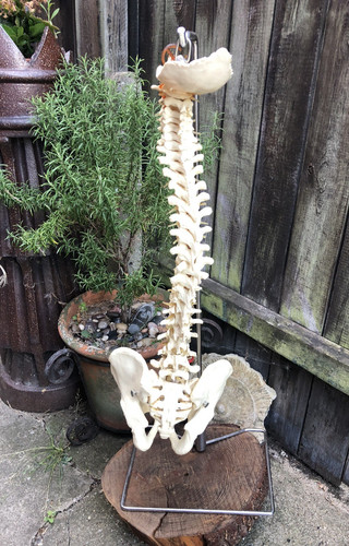 Anatomy model vintage - anatomy,
