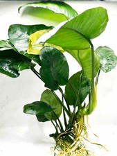 Anubias barteri XL Broad Leaf – Live Aquarium Plant | Hardy Low-Light Rhizome