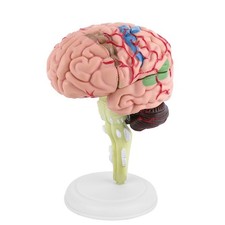 4D Disassembled Anatomical Human Brain Model Anatomy Medical Teaching Tool Use +
