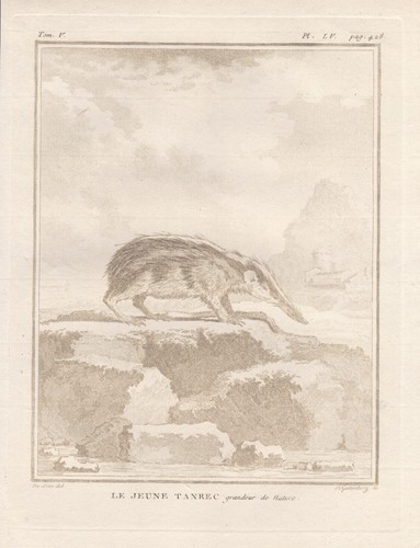 Tenrek tanrek tenrec animals - tenrek,