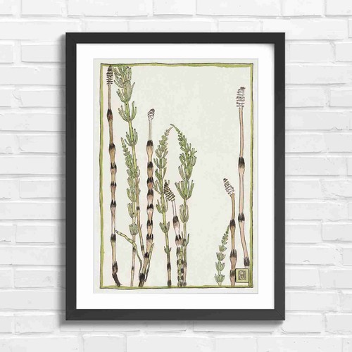 Botanical equiseum stems - equiseum,