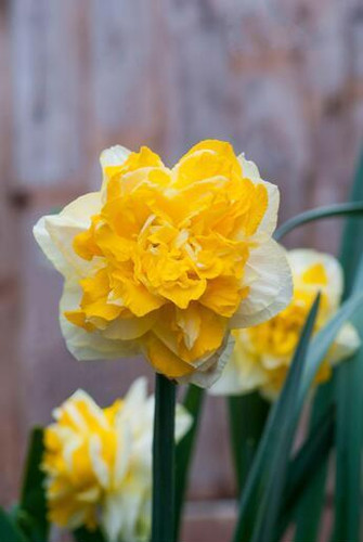 Daffodil great leap - daffodil,