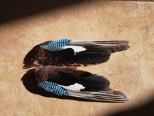 Pair of Blue Jay Wings  - Bird