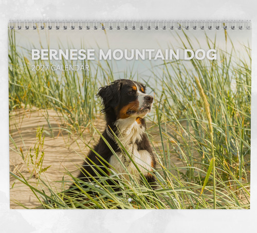 Bernese mountain dog calendar - bernese,